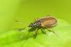 Phyllobius oblongus